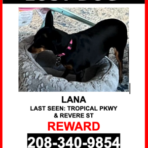 Image of Lana, Lost Dog