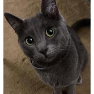 Image of Lord Beerus, Lost Cat