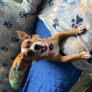 Image of Ginger, Lost Dog