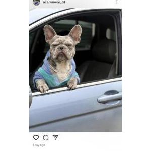 Image of Ace, Lost Dog