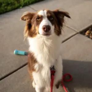 Image of Skye, Lost Dog