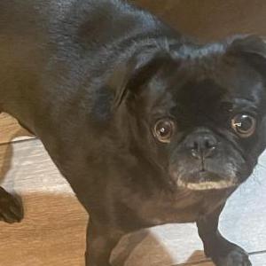 Image of Vada, Lost Dog