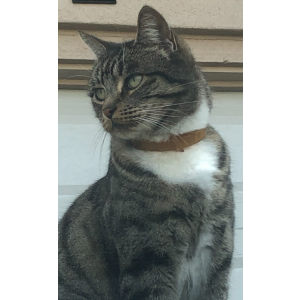 Image of Mia, Lost Cat