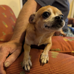 Image of Doodah, Lost Dog