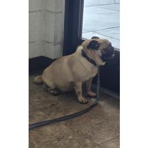 Image of Unknown, Found Dog