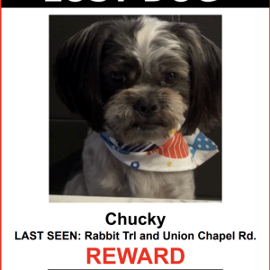 Image of Chucky, Lost Dog