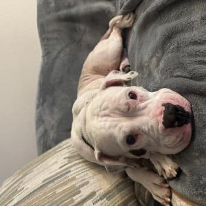 Found Dog Unknown