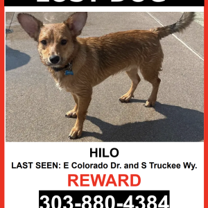 Image of Hilo, Lost Dog