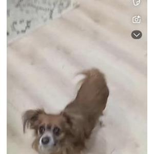 Image of Chico, Lost Dog