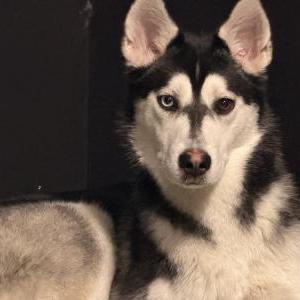 Image of Koda, Lost Dog