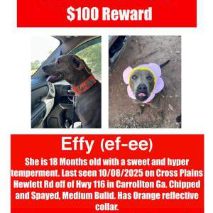 Image of Effy, Lost Dog