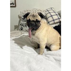 Image of PUG, Found Dog