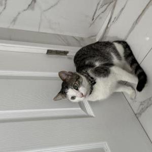 Image of Peanut, Lost Cat