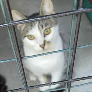 Image of Calvin, Lost Cat