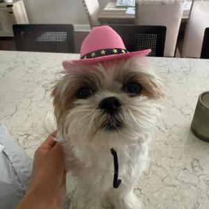 Image of Princess, Lost Dog