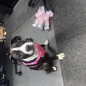 Image of Unknown, Found Dog