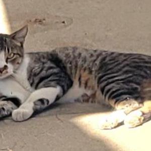 Image of Unk, Found Cat