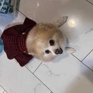 Lost Dog Daisy