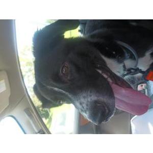 Image of Titan, Lost Dog