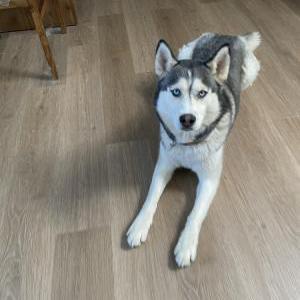 Lost Dog Veni