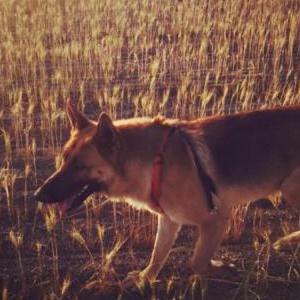 Image of Travi, Lost Dog