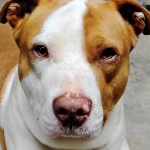 Image of Willie, Lost Dog