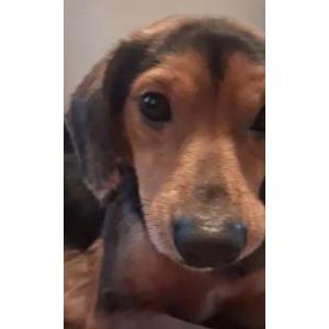 Image of Rocky, Lost Dog