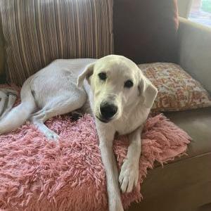 Found Dog Unknown