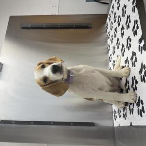 Image of Roxy, Lost Dog