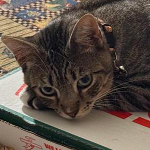 Image of Toby, Lost Cat