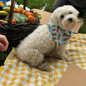 Image of Loki, Lost Dog