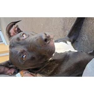 Image of Unknown, Found Dog