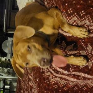 2nd Image of Loretta, Lost Dog