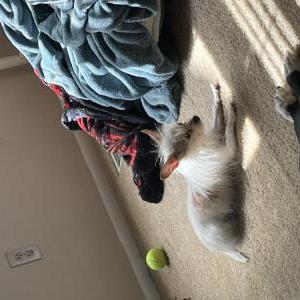 Image of mopsie, Lost Dog