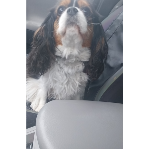 Image of Midge, Lost Dog