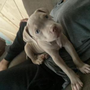 Image of King, Lost Dog