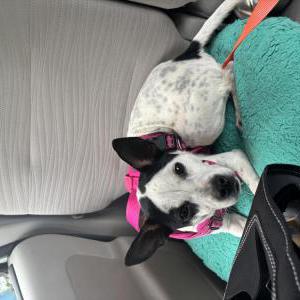 Image of unknown, Found Dog