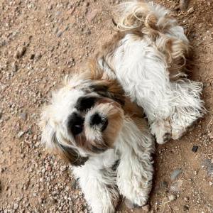 Image of Bolita, Lost Dog