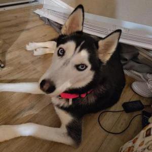 Image of Royal, Lost Dog