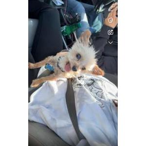 Image of Rufa, Lost Dog