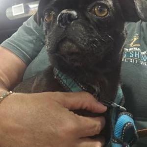 Image of Black Pug, Found Dog