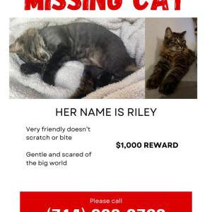 Image of Riley, Lost Cat