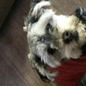 Lost Dog Nico