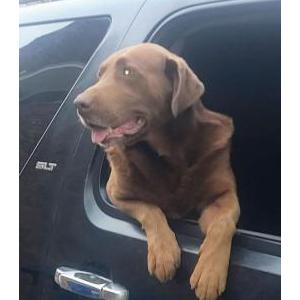 Image of Whiskey, Lost Dog