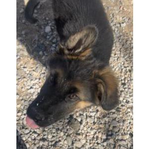 Image of Bowser, Lost Dog