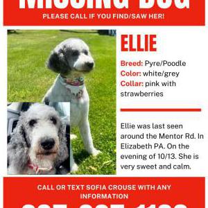 Image of Ellie, Lost Dog