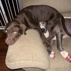 Image of Bub (Boo-Bee), Lost Dog