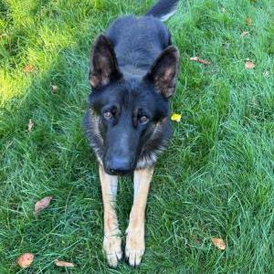 Image of Unknown, Found Dog