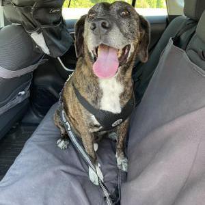 Image of Abe, Lost Dog