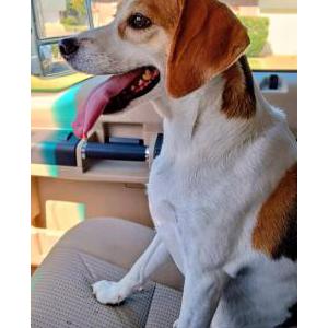 Image of Unknown, Found Dog
